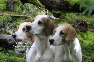 Foxhound Studies by Betty Fold Gallery